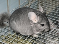 Шиншиллы домашнего разведения - <ro>Изображение</ro><ru>Изображение</ru> #2, <ru>Объявление</ru> #531672