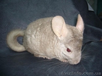 Шиншиллы домашнего разведения - <ro>Изображение</ro><ru>Изображение</ru> #1, <ru>Объявление</ru> #531672