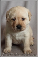 Лабрадор .Перспективные щенки  - <ro>Изображение</ro><ru>Изображение</ru> #2, <ru>Объявление</ru> #543141