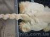 стрижка кроликов кошек и собак - <ro>Изображение</ro><ru>Изображение</ru> #3, <ru>Объявление</ru> #539563