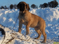 Продам щенка английского мастифа - <ro>Изображение</ro><ru>Изображение</ru> #2, <ru>Объявление</ru> #558447