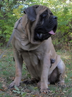 Продам щенка английского мастифа - <ro>Изображение</ro><ru>Изображение</ru> #3, <ru>Объявление</ru> #558447
