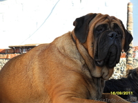Продам щенка английского мастифа - <ro>Изображение</ro><ru>Изображение</ru> #4, <ru>Объявление</ru> #558447