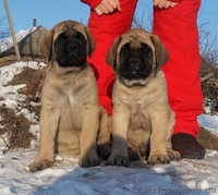 Продам английского мастифа - <ro>Изображение</ro><ru>Изображение</ru> #1, <ru>Объявление</ru> #558472