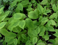 Дерен	белый	Spaethii	Co  2  Ландшафтный дизайн,озеленение   - <ro>Изображение</ro><ru>Изображение</ru> #1, <ru>Объявление</ru> #541797