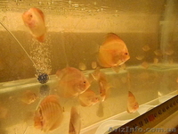 Продам малька  дискуса - аленкер, пиджин, даймонд.  - <ro>Изображение</ro><ru>Изображение</ru> #3, <ru>Объявление</ru> #551128