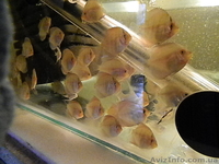 Продам малька  дискуса - аленкер, пиджин, даймонд.  - <ro>Изображение</ro><ru>Изображение</ru> #1, <ru>Объявление</ru> #551128