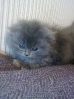 персик вислоухий голубой длинношерстый - <ro>Изображение</ro><ru>Изображение</ru> #3, <ru>Объявление</ru> #524831