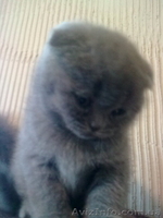 вислоухая британка - <ro>Изображение</ro><ru>Изображение</ru> #3, <ru>Объявление</ru> #536319