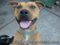  продам щенков амстафа - <ro>Изображение</ro><ru>Изображение</ru> #1, <ru>Объявление</ru> #525481