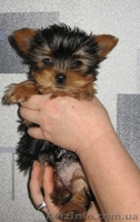 Йоркширский терьер, щенки, продам. - <ro>Изображение</ro><ru>Изображение</ru> #2, <ru>Объявление</ru> #556453