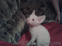 котят Донского свинкса - <ro>Изображение</ro><ru>Изображение</ru> #3, <ru>Объявление</ru> #541497