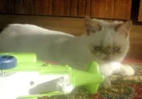 Экзотические короткошерстные котята - <ro>Изображение</ro><ru>Изображение</ru> #2, <ru>Объявление</ru> #506607