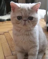 Экзотические короткошерстные котята - <ro>Изображение</ro><ru>Изображение</ru> #3, <ru>Объявление</ru> #506607