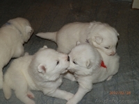 Очаровательные щенки самоедской лайки - <ro>Изображение</ro><ru>Изображение</ru> #2, <ru>Объявление</ru> #558595