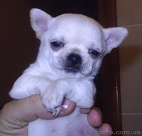 продаются щенки чихуахуа мальчики - <ro>Изображение</ro><ru>Изображение</ru> #2, <ru>Объявление</ru> #529443