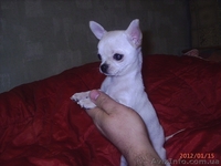 продаются щенки чихуахуа мальчики - <ro>Изображение</ro><ru>Изображение</ru> #3, <ru>Объявление</ru> #529443