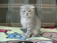 Скотиш фолд,ласковые и игривые) - <ro>Изображение</ro><ru>Изображение</ru> #2, <ru>Объявление</ru> #532648