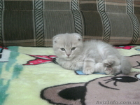 Скотиш фолд,ласковые и игривые) - <ro>Изображение</ro><ru>Изображение</ru> #3, <ru>Объявление</ru> #532648