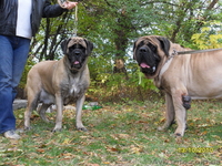 Продам английского мастифа - <ro>Изображение</ro><ru>Изображение</ru> #3, <ru>Объявление</ru> #558472
