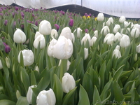 Тюльпаны как оптом так и в розницу - <ro>Изображение</ro><ru>Изображение</ru> #3, <ru>Объявление</ru> #554835