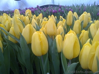 Тюльпаны как оптом так и в розницу - <ro>Изображение</ro><ru>Изображение</ru> #4, <ru>Объявление</ru> #554835