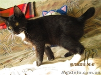 Предлагаю котенка Курильского бобтейла с отличной родословной. - <ro>Изображение</ro><ru>Изображение</ru> #2, <ru>Объявление</ru> #563864