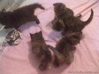 британцы 3 кошки - <ro>Изображение</ro><ru>Изображение</ru> #3, <ru>Объявление</ru> #585190