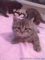 британцы 3 кошки - <ro>Изображение</ro><ru>Изображение</ru> #4, <ru>Объявление</ru> #585190