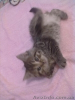 британцы 3 кошки - <ro>Изображение</ro><ru>Изображение</ru> #5, <ru>Объявление</ru> #585190