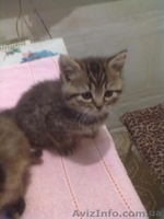 британцы 3 кошки - <ro>Изображение</ro><ru>Изображение</ru> #7, <ru>Объявление</ru> #585190