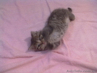 британцы 3 кошки - <ro>Изображение</ro><ru>Изображение</ru> #6, <ru>Объявление</ru> #585190