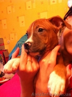 Девчонки (сука) Американского Стаффордширского терьера от настоящих Стаффордов. - <ro>Изображение</ro><ru>Изображение</ru> #3, <ru>Объявление</ru> #592834