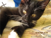 Предлагаю котенка Курильского бобтейла с отличной родословной. - <ro>Изображение</ro><ru>Изображение</ru> #3, <ru>Объявление</ru> #563864