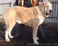 САО плановый помёт, отличное качество, знаменитые крови - <ro>Изображение</ro><ru>Изображение</ru> #3, <ru>Объявление</ru> #568596