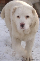 Щенки среднеазиатской овчарки (алабая)  - <ro>Изображение</ro><ru>Изображение</ru> #2, <ru>Объявление</ru> #576471