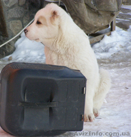Щенки среднеазиатской овчарки (алабая)  - <ro>Изображение</ro><ru>Изображение</ru> #3, <ru>Объявление</ru> #576471