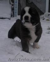 САО плановый помёт, отличное качество, знаменитые крови - <ro>Изображение</ro><ru>Изображение</ru> #2, <ru>Объявление</ru> #568596