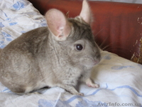 Шиншиллы домашнего разведения - <ro>Изображение</ro><ru>Изображение</ru> #5, <ru>Объявление</ru> #531672
