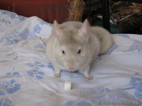 Шиншиллы домашнего разведения - <ro>Изображение</ro><ru>Изображение</ru> #4, <ru>Объявление</ru> #531672
