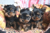 Лучшие щеночки йорка - <ro>Изображение</ro><ru>Изображение</ru> #1, <ru>Объявление</ru> #561730