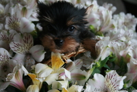 Лучшие щеночки йорка - <ro>Изображение</ro><ru>Изображение</ru> #2, <ru>Объявление</ru> #561730