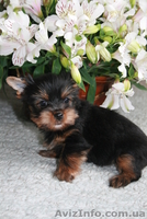 Лучшие щеночки йорка - <ro>Изображение</ro><ru>Изображение</ru> #3, <ru>Объявление</ru> #561730