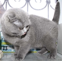 Шотландская плюшевая кошечка скоттиш фолд - <ro>Изображение</ro><ru>Изображение</ru> #1, <ru>Объявление</ru> #540878