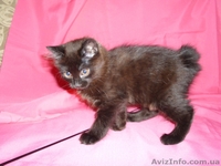 Продам котёнка Курильского бобтейла - <ro>Изображение</ro><ru>Изображение</ru> #1, <ru>Объявление</ru> #505171