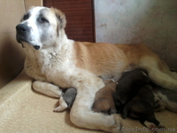 САО плановый помёт, отличное качество, знаменитые крови - <ro>Изображение</ro><ru>Изображение</ru> #1, <ru>Объявление</ru> #568596