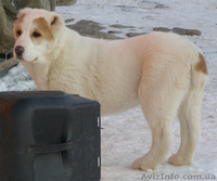 Щенки среднеазиатской овчарки (алабая)  - <ro>Изображение</ro><ru>Изображение</ru> #4, <ru>Объявление</ru> #576471