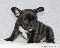 Продам щенков французского бульдога Продам щенков французского бульдога шоу-клас - <ro>Изображение</ro><ru>Изображение</ru> #3, <ru>Объявление</ru> #596248