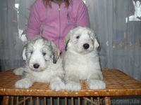 Щенки южнорусской овчарки - <ro>Изображение</ro><ru>Изображение</ru> #3, <ru>Объявление</ru> #569959