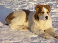 Щенки среднеазиатской овчарки (алабая)  - <ro>Изображение</ro><ru>Изображение</ru> #1, <ru>Объявление</ru> #576471